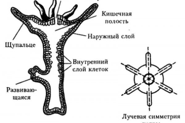 Что такое кракен плейс